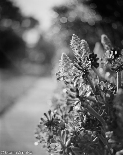 Rollei RPX 400, 120, Black and White Film
