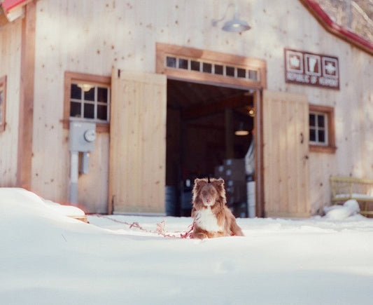 10 Tips for Shooting Film in Winter Weather