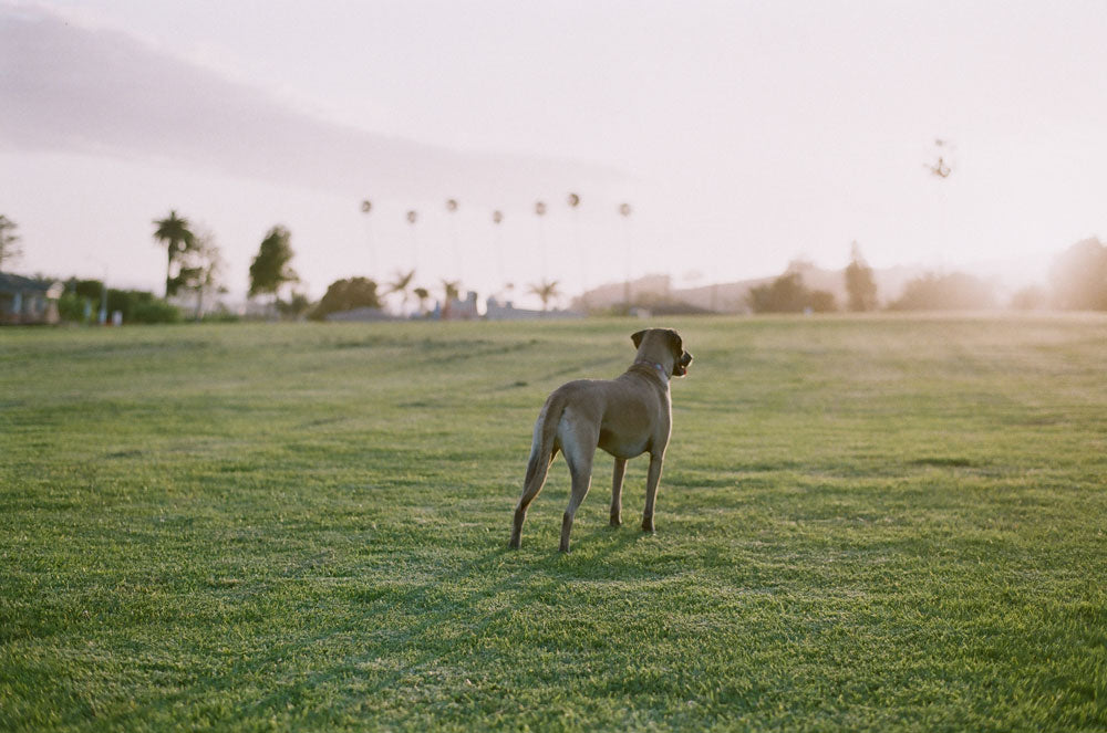 FUJIFILM C200 35mm 36 Exposure Color Film Richard Photo Lab fujifilm-c200-35mm-36-exposure-color-film-richard-photo-lab