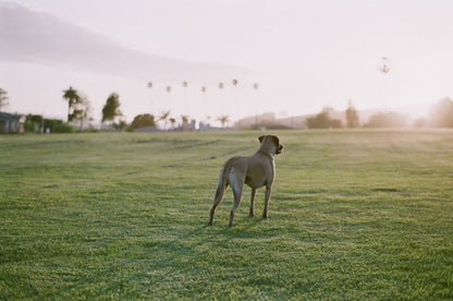 Fujifilm 200, 35mm, Color Film