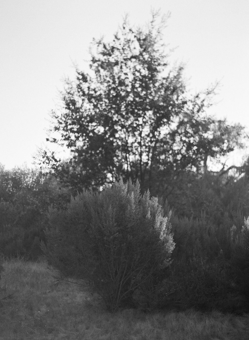 Ilford HP5+, 35mm, 100 ft., Black and White Film